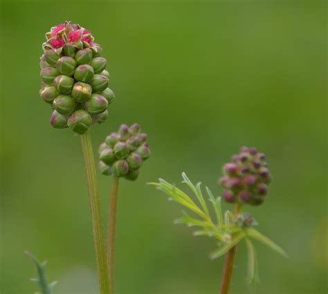 Health benefits of Salad Burnet - Health Benefits