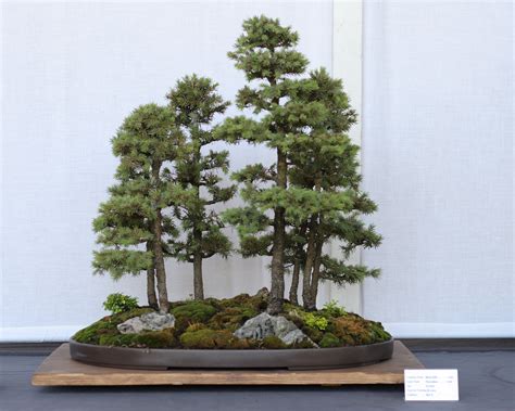envor / Bonsai denemelerim. - agaclar.net