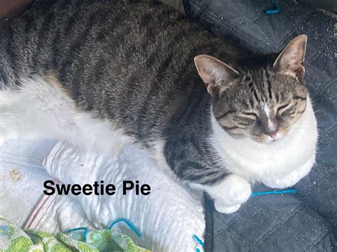 Sweetie Pie – Heavenly Paws Shelter