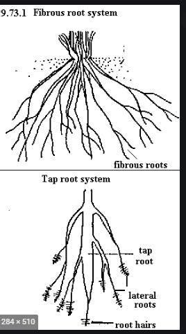 Draw a neat diagrams of fibrous root and taproot snd label them ...