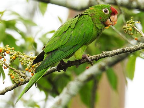 Crimson-fronted Parakeet - eBird