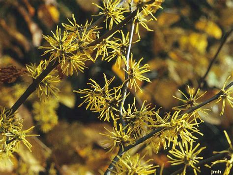 Common witch-hazel | The Morton Arboretum