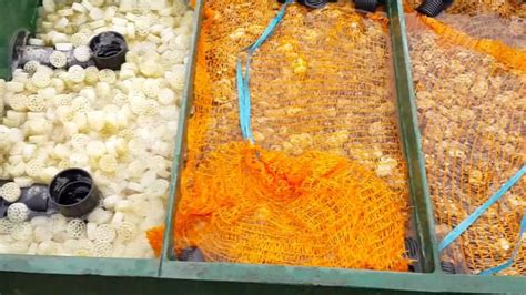 Image result for How Set Up Koi Vortex Filter System