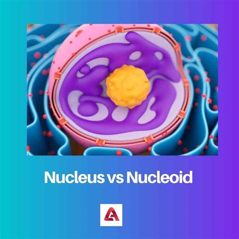 Núcleo vs Nucleóide: Diferença e Comparação
