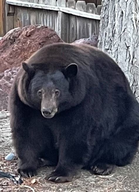 這熊超肥！美加州出現226公斤黑熊 闖入民宅尋找食物 - 蒐奇 - 自由時報電子報