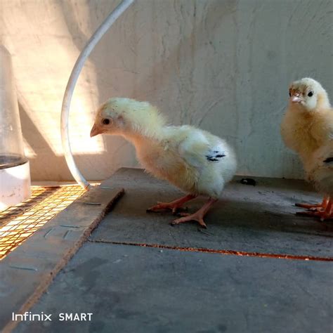 Image result for Beilfielder Java Chicks