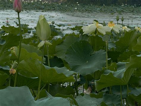 The Power of Lotus Plants in Water Ecosystems: How Lotus Flowers ...