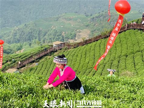 2020年贵州春季斗茶大赛、采茶技能竞赛决赛颁奖仪式在贵阳举行 - 中国日报网