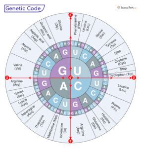 Genetic Code Chart 的图像结果