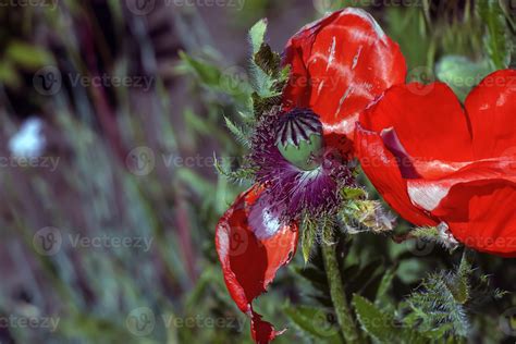 The opium poppy flower, in Latin papaver somniferum, is a red flowering ...