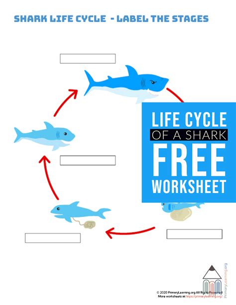 Shark Life Cycle Memory Game