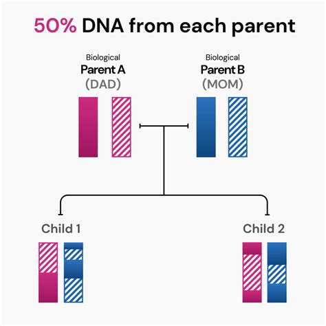 Passing Of Genetic Material From Parent To Offspring