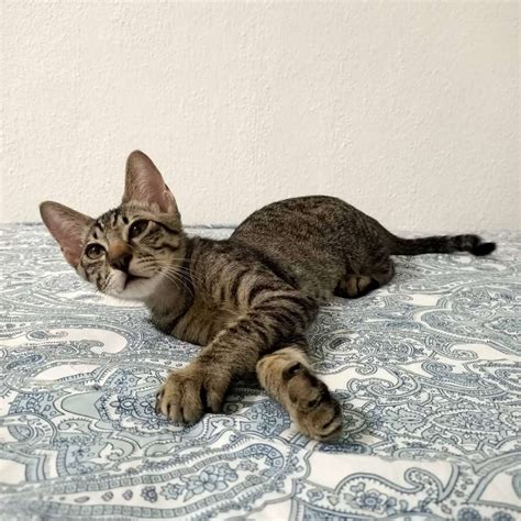 Playful Ted-3.5 months old. – cat welfare society