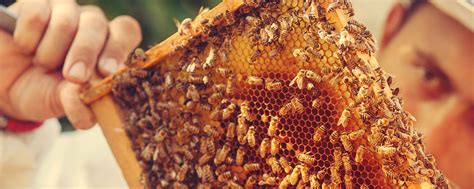 BEE45.RU пчеловодный интернет-магазин | Зауральская пчеловодная ...