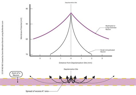 Action Potential Graph 的图像结果