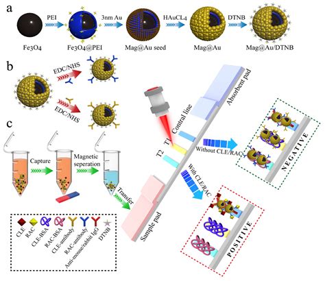 Magnetic Nanotag-Based Colorimetric/SERS Dual-Readout ...