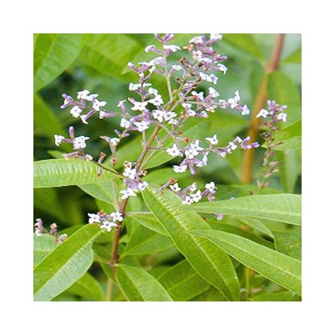 Lemon Verbena – BuyPlants.co.uk