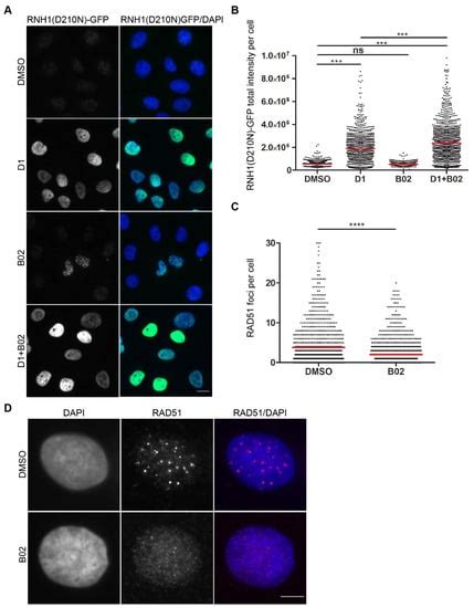RAD51 Inhibition Induces R-Loop Formation in Early G1 Phase of the Cell ...
