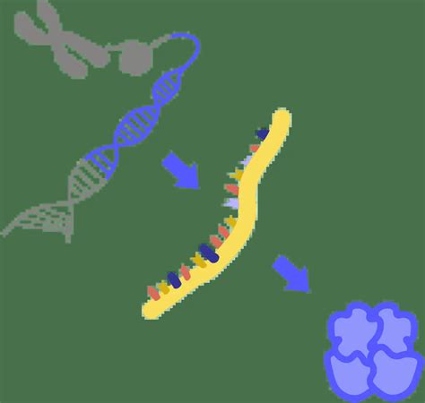 Image result for Genome Expression