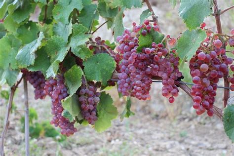 Domaine Val d’Astier - Cogolin | Tripadvisor