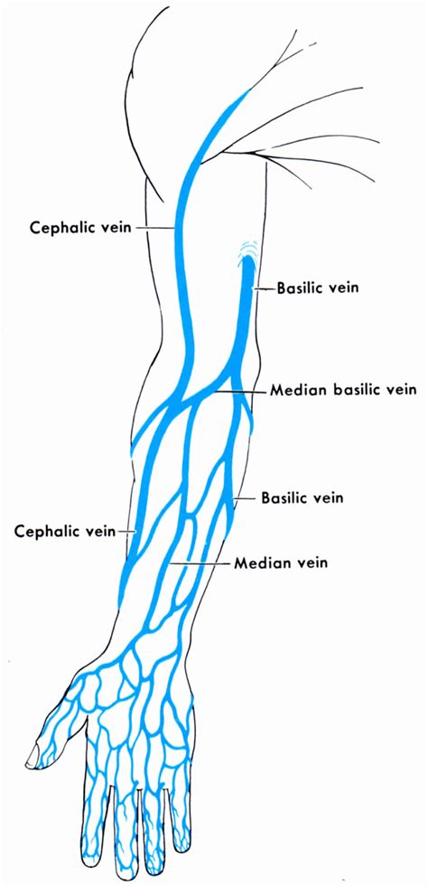 Venipuncture procedure, venipuncture sites, veins & venipuncture complications