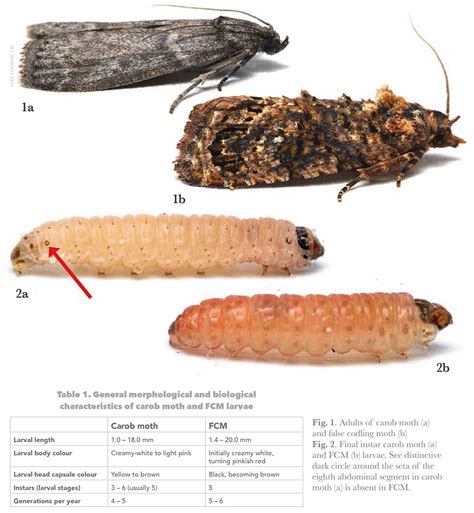 How To Identify Larvae – Types Of Insect Larvaes – BTMPSP