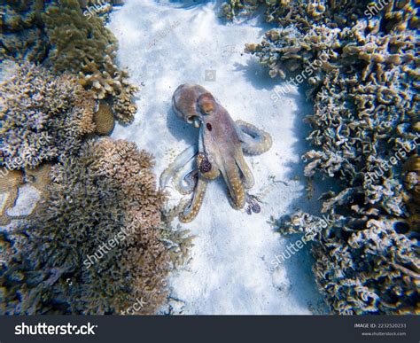 Image result for Octopus Moving