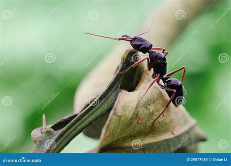 Strong Ant Stock Photos - Royalty Free Stock Images