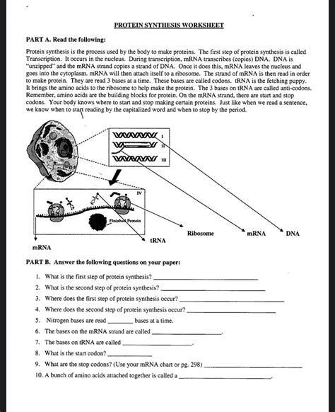 Image result for Protein Synthesis Diagram Worksheet