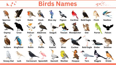 Weird Bird Names