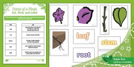 Life Skills - Worksheet: Parts of a Plant(CAPS Aligned)