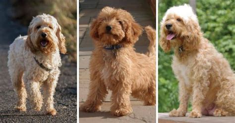 Image result for Cockapoo Cocker Spaniel and Poodle Mix
