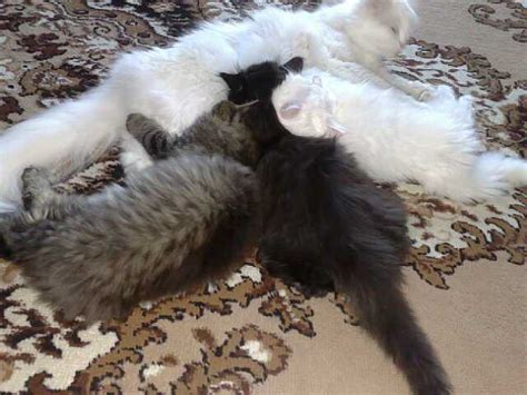 252 223 perser babykatzen zu verkaufen in eberswalde | Tiere ...