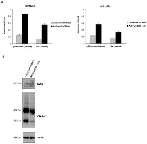 Ipilimumab and Its Derived EGFR Aptamer-Based Conjugate Induce ...