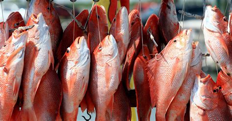 Texas, federal red snapper fishing rules for 82-day season