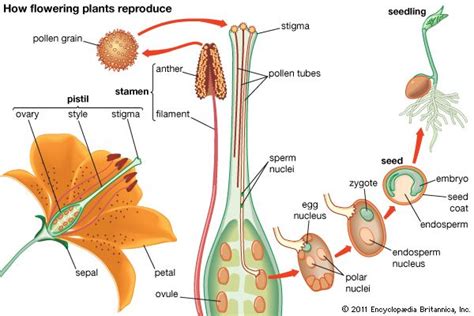 Pollination Explained 的图像结果