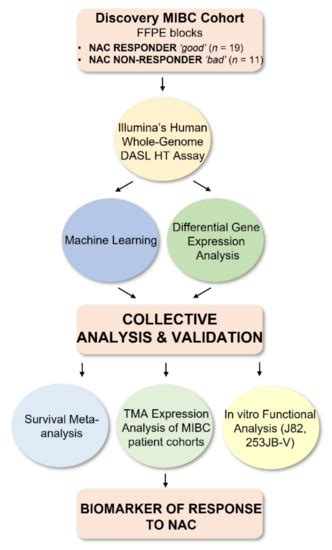 Cancers | Special Issue : Bladder Cancers