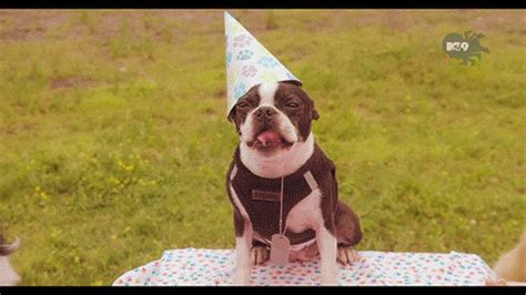 Happy Birthday Dog GIFs - Get the best GIF on GIPHY