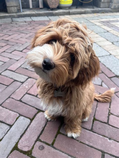 Image result for Cockapoo Care