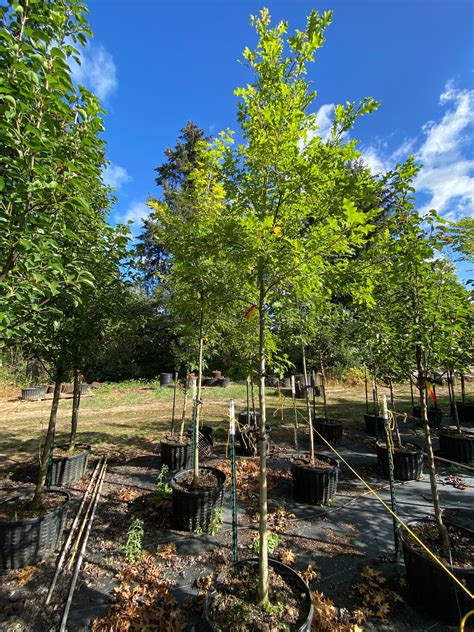 Texas Red Oak - Quercus buckleyi – SuperTrees Nursery