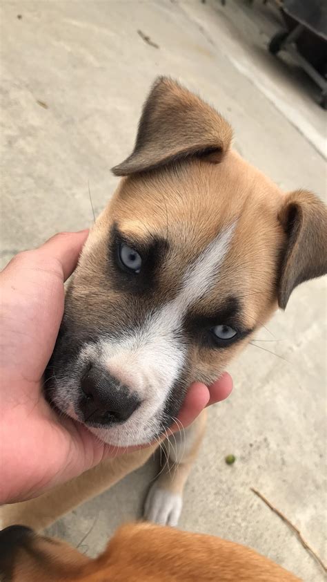 Pitbull Lab Husky Mix Puppies at Kristie Cummings blog