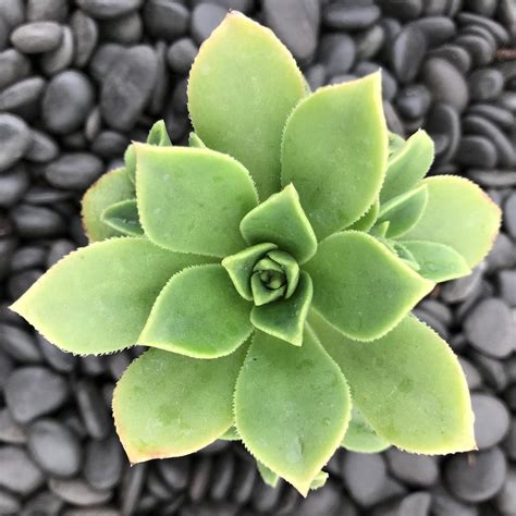 Aeonium haworthii 'Pinwheel' (2" Pot) | Little Prince of Oregon Nursery