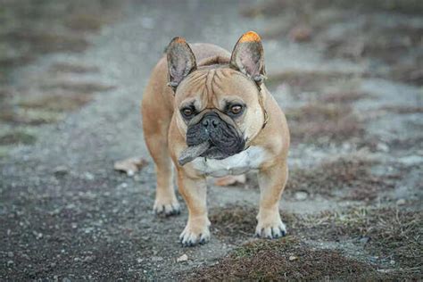 Strong And Cute: 12 Flat Faced Dogs In Detail