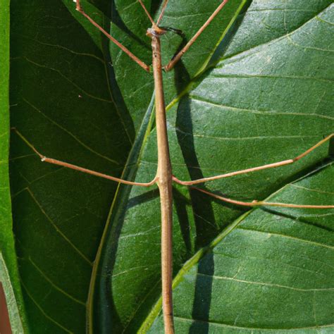 Are stick insects easy to look after – Pet Brilliant.com