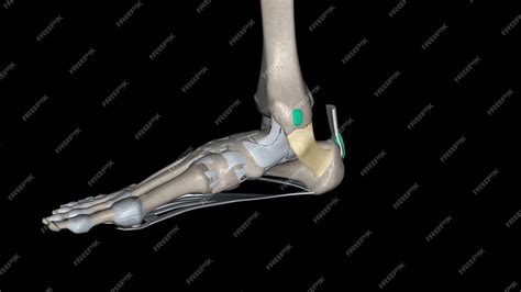 Premium Photo | The flexor retinaculum of the foot extends from the medial malleolus above to ...