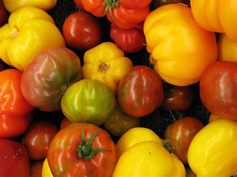 Where Are Tomatoes Indigenous To: The Real Origin