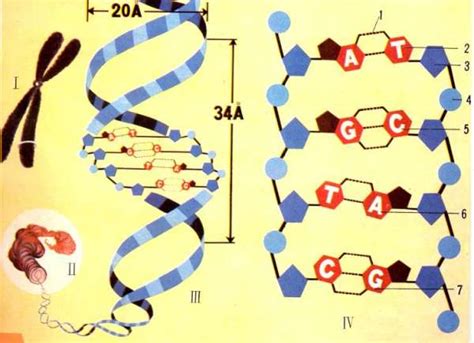 DNA分子结构设计模板素材