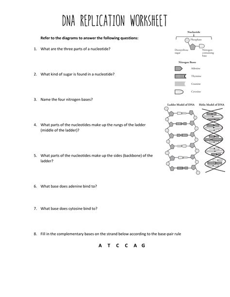 Worksheet On Dna Replication