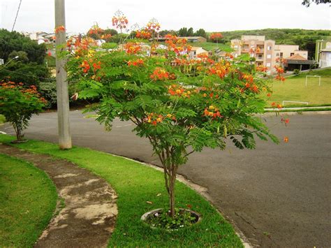 Caesalpinia/Shankasur Red - Flowering Shrubs – Exotic Flora