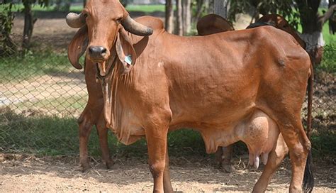 5 Most Famous Cow Breeds Found In India - lifeberrys.com